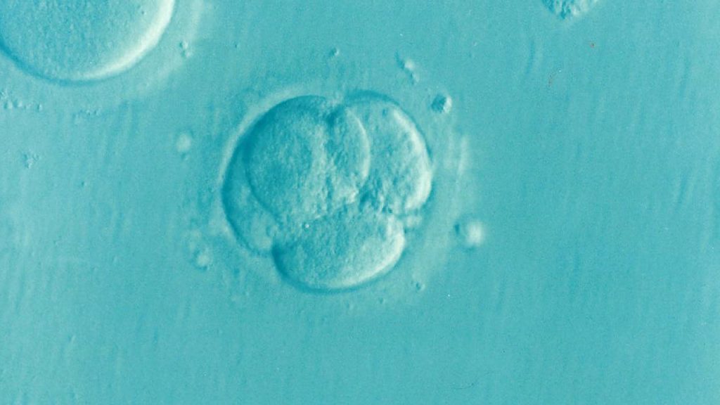 Mikroskopický snímek embrya během procesu time-lapse monitoringu, který zobrazuje jeho vývoj krok za krokem.